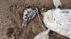 Spheniscus magellanicus