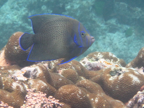 Pomacanthus semicirculatus