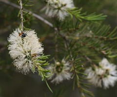 Melaleuca rhaphiophylla