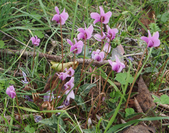 Cyclamen hederifolium