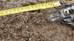 Spheniscus magellanicus