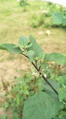 Solanum scabrum