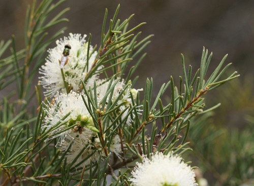 Melaleuca rhaphiophylla Schauer