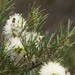Melaleuca rhaphiophylla - Photo (c) Loxley Fedec,  זכויות יוצרים חלקיות (CC BY-NC), הועלה על ידי Loxley Fedec