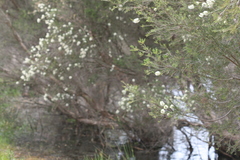 Melaleuca rhaphiophylla