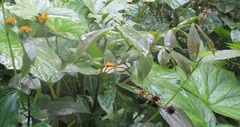 Papilionoidea