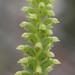 Common Mignonette Orchid - Photo (c) Loxley Fedec, some rights reserved (CC BY-NC), uploaded by Loxley Fedec