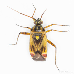 Polymerus vulneratus