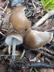 Mycena plumipes