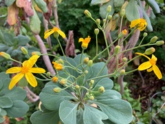 Othonna triplinervia