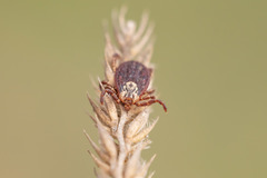 Dermacentor marginatus