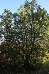 Embothrium coccineum