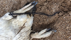 Spheniscus magellanicus