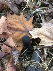 Xylaria polymorpha image