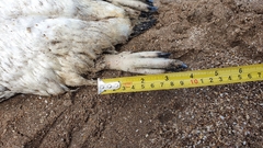 Spheniscus magellanicus