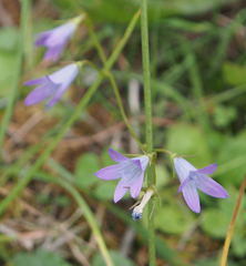 Campanula rapunculus
