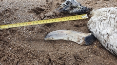 Spheniscus magellanicus