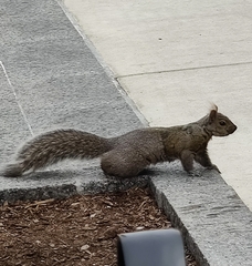 Sciurus carolinensis