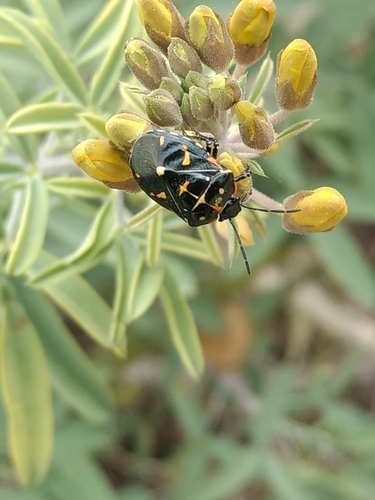 iNaturalist observation photo of Harlequin Bug