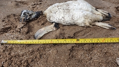 Spheniscus magellanicus