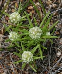 Siloxerus filifolius