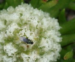 Siloxerus filifolius