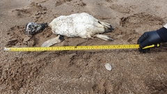 Spheniscus magellanicus