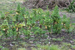 Brassica oleracea gemmifera