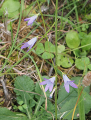 Campanula rapunculus