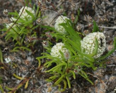 Siloxerus filifolius