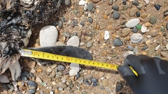 Spheniscus magellanicus