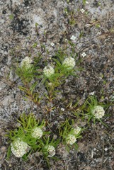 Siloxerus filifolius