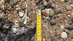 Spheniscus magellanicus