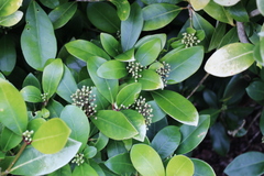 Skimmia