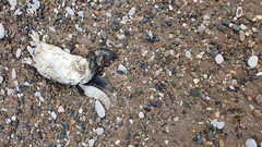 Spheniscus magellanicus