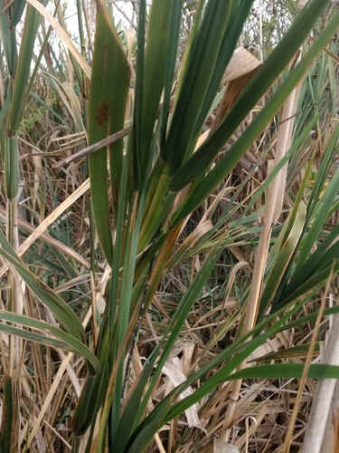iNaturalist observation photo of giant wild rye