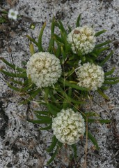 Siloxerus filifolius