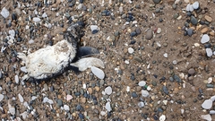 Spheniscus magellanicus