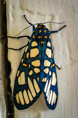 Aglaomorpha plagiata