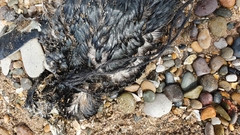 Spheniscus magellanicus