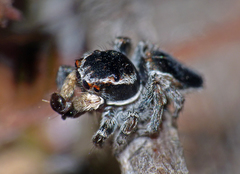 Maratus proszynskii
