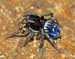 Maratus harrisi