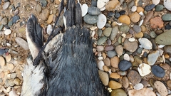 Spheniscus magellanicus