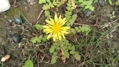 Taraxacum formosanum