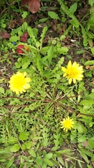 Taraxacum formosanum