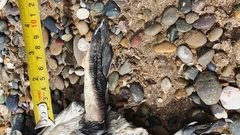 Spheniscus magellanicus