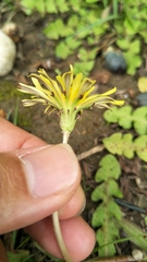 Taraxacum formosanum