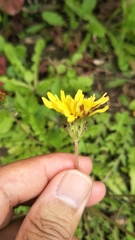 Taraxacum formosanum