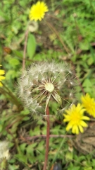Taraxacum formosanum