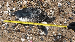 Spheniscus magellanicus